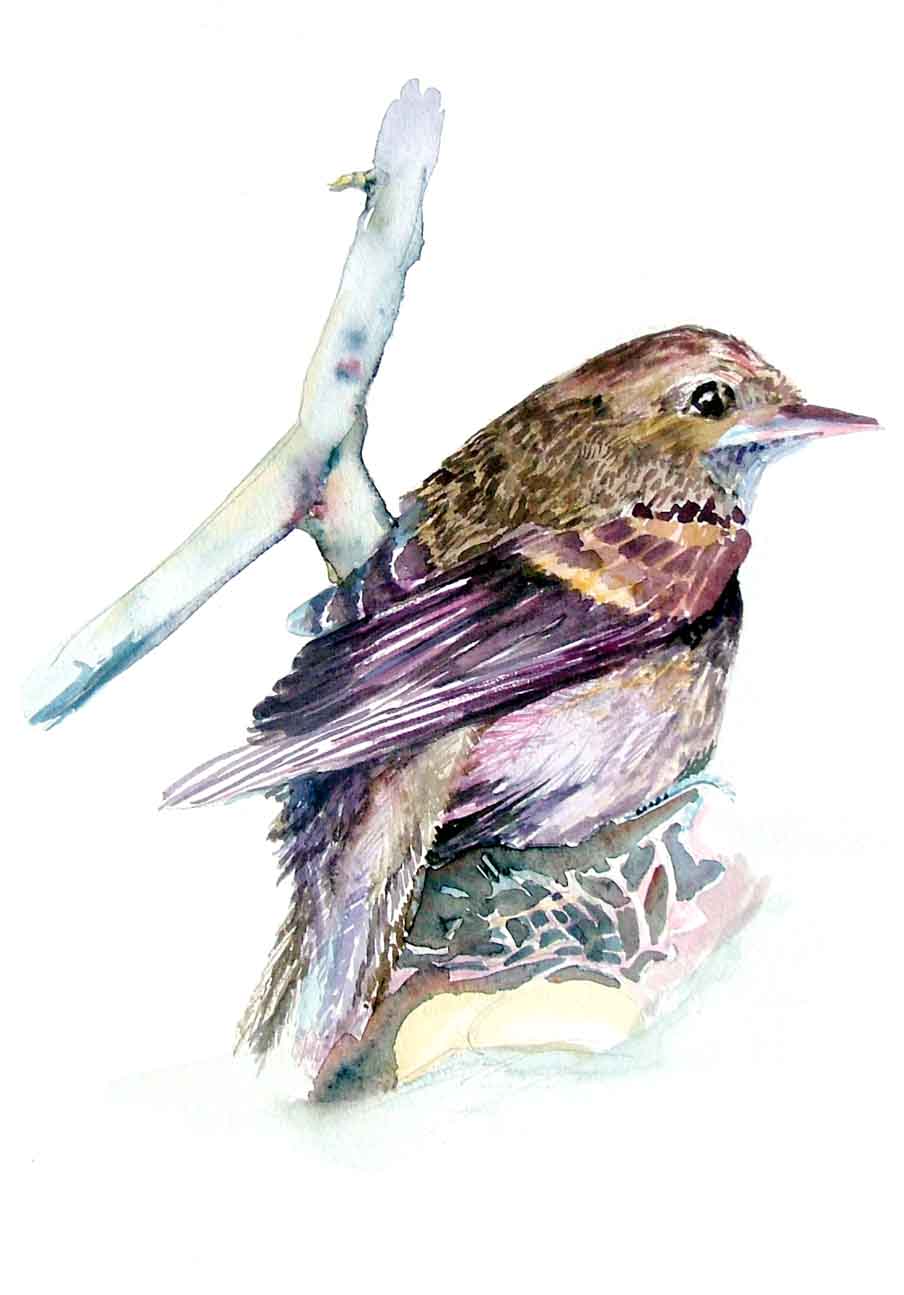 A Watercolor by Mindy. This is a "Fly Catcher". 