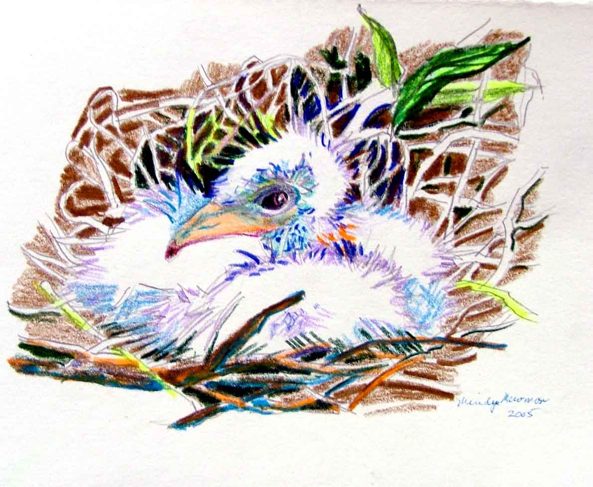 The Baby Sea Gull is a colored pencil by Mindy Newman.
